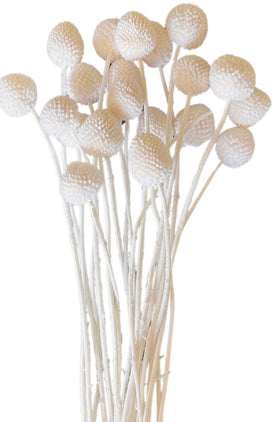 Large Craspedia | White