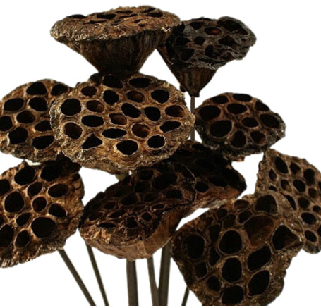 Medium Lotus Pods | Natural