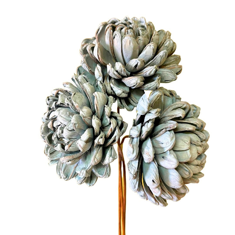 Sola Chrysanthemum