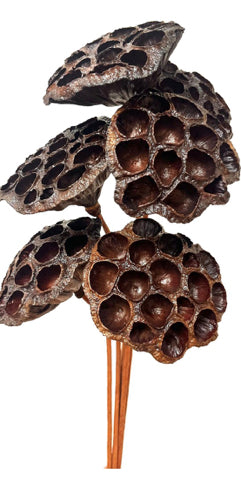 Large Lotus Pods | Natural