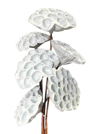 Large Lotus Pods