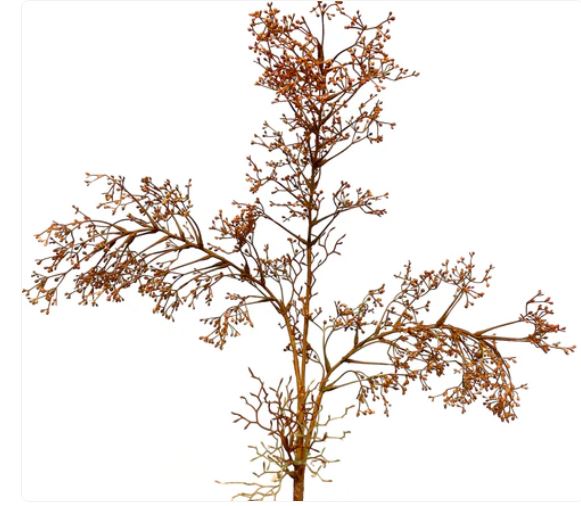Autumn Branch | 44"