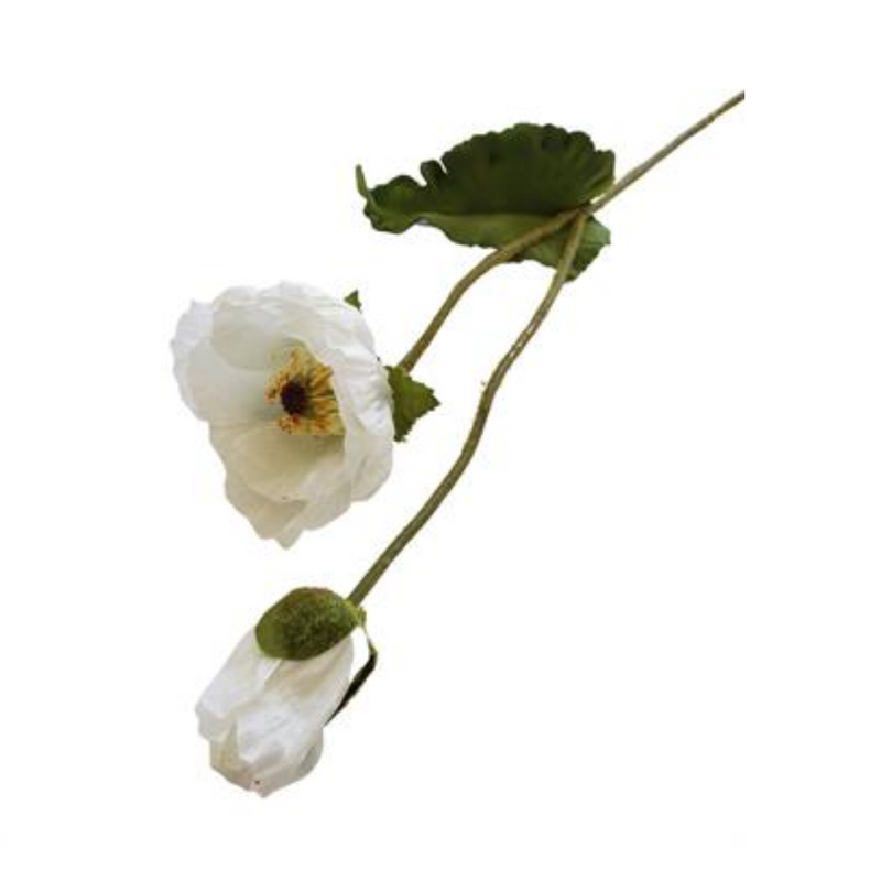 White Poppy With Bud
