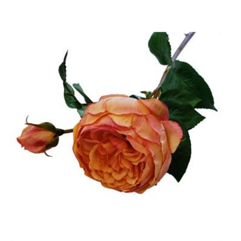 Peach & Red English Rose Stem