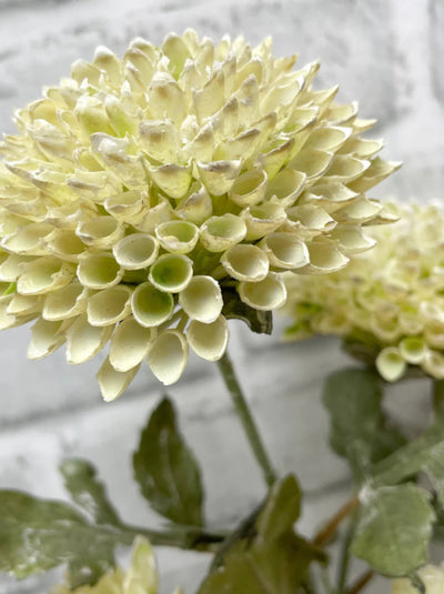 Cream Scabiousa Spray | 26”