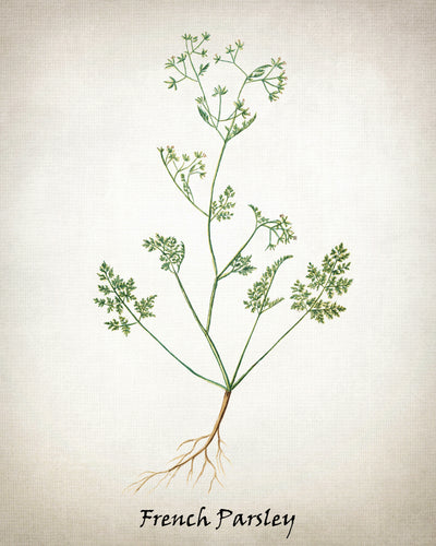 Vintage Inspired Herb Prints