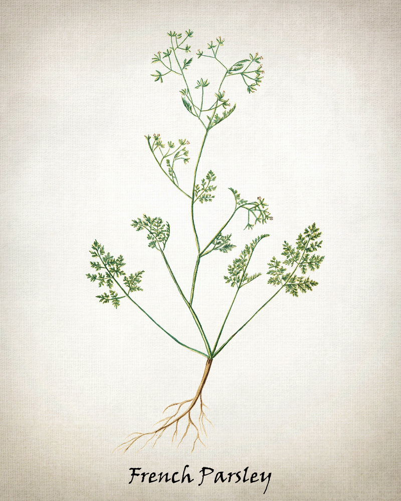 Vintage Inspired Herb Prints