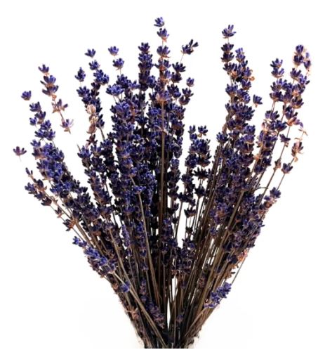 Lavender | 45 gm Bundle