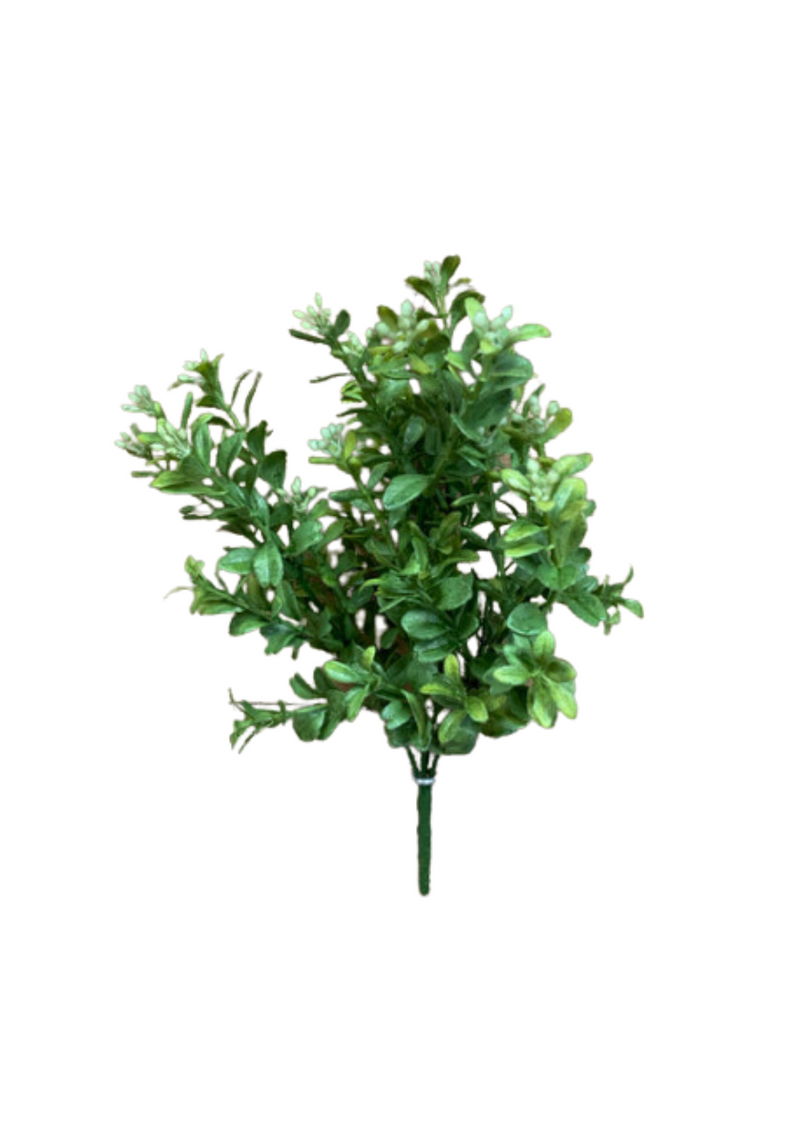 Common Boxwood Bush