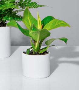 Mate Pillar Pot