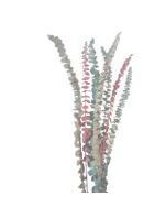 Preserved Eucalyptus Mixed
