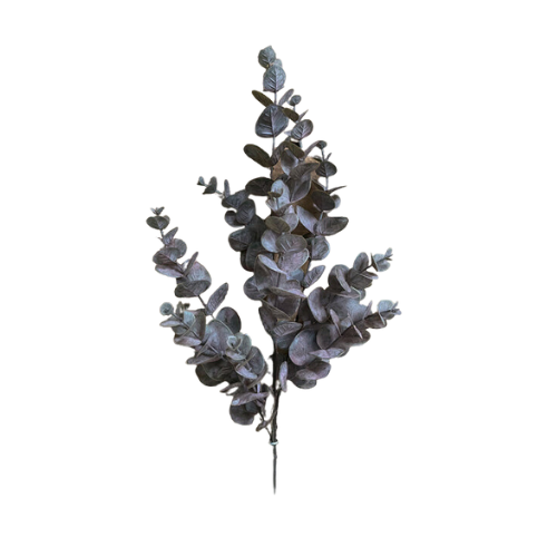 Matt Brown Eucalyptus