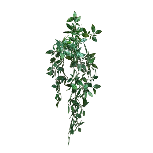 Leaves Hanging Vine