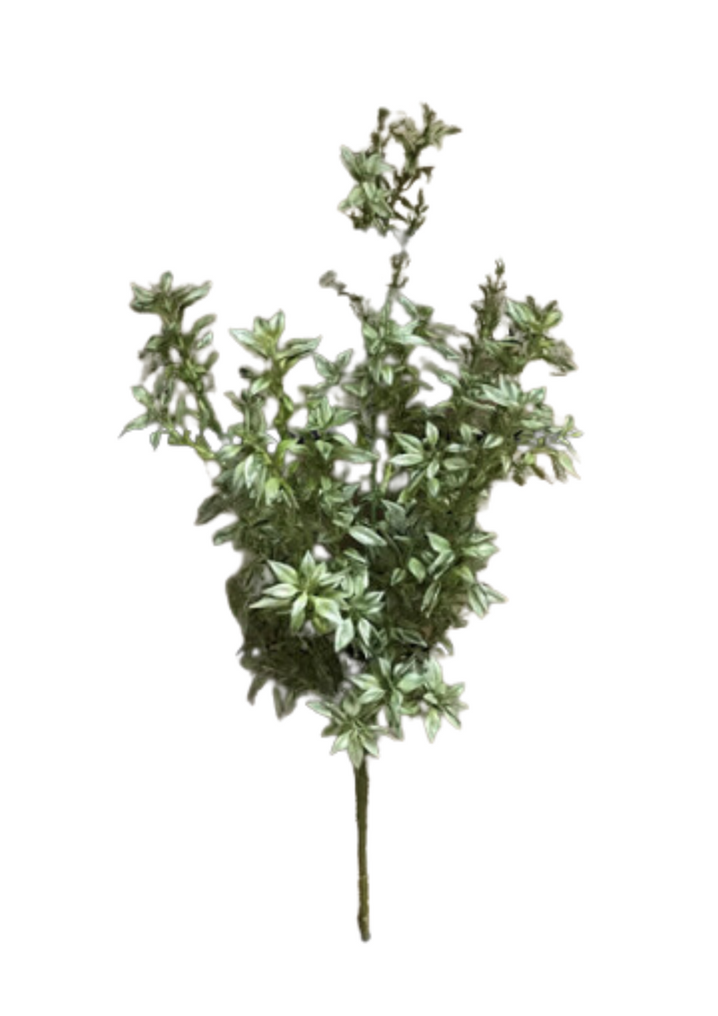 Tea Leaf Bush | 19"