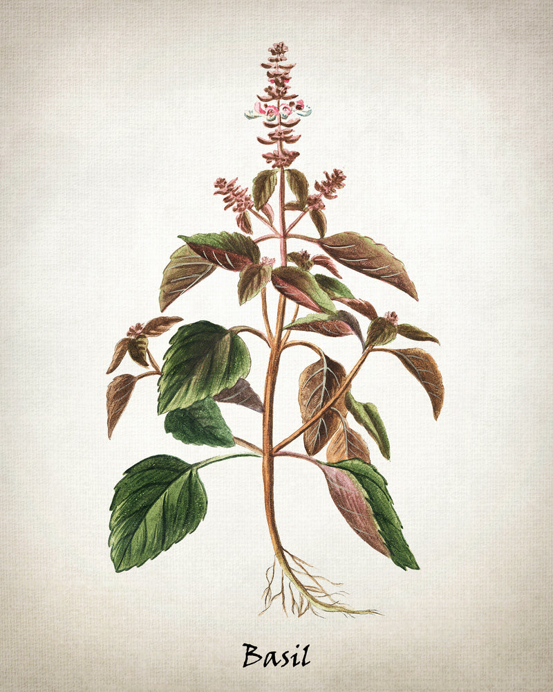 Vintage Inspired Herb Prints