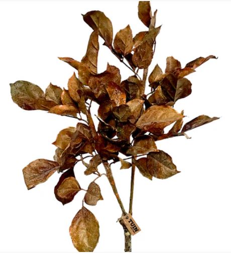 Beech Leaf Spray | 42"