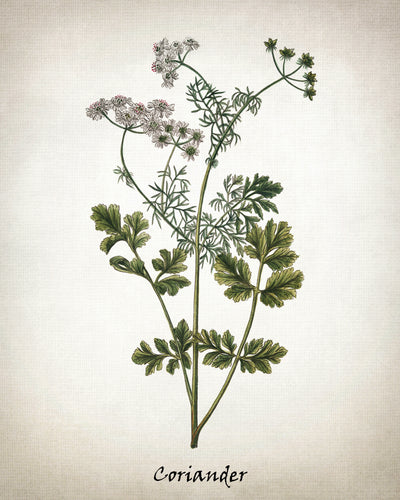 Vintage Inspired Herb Prints