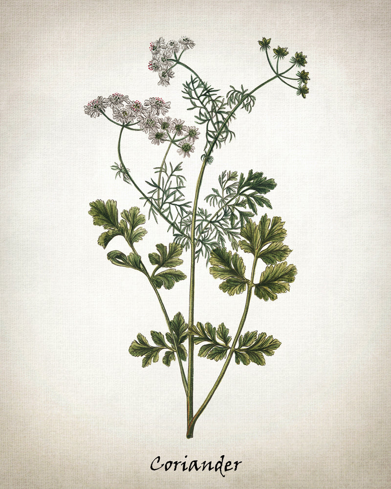 Vintage Inspired Herb Prints