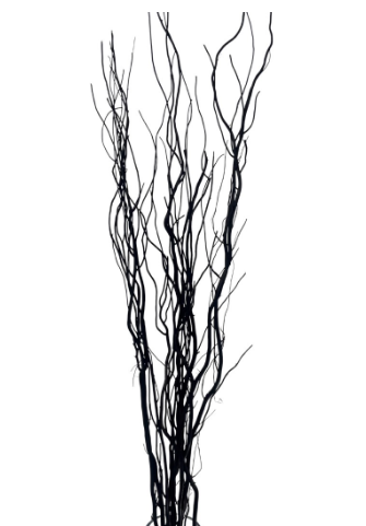Black Curly Willow Stems
