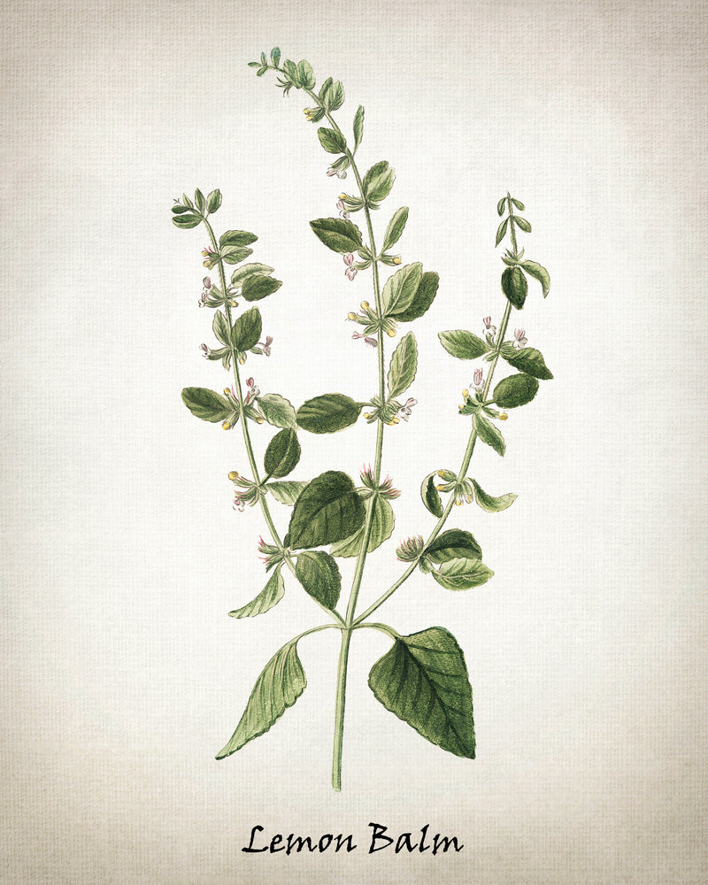 Vintage Inspired Herb Prints