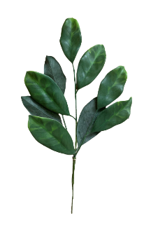 Magnolia Leaves Spray