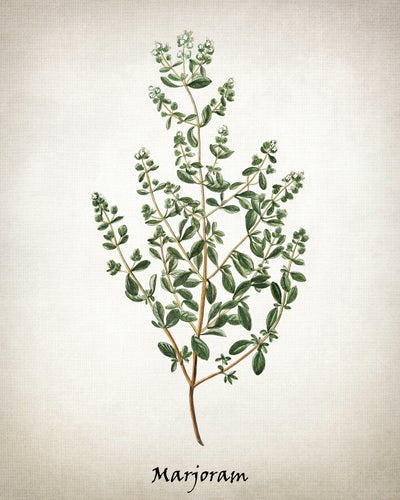 Vintage Inspired Herb Prints