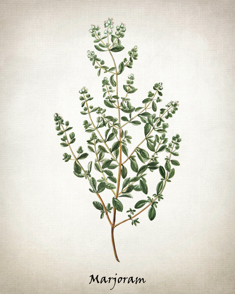 Vintage Inspired Herb Prints