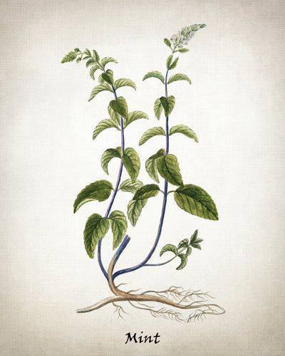 Vintage Inspired Herb Prints