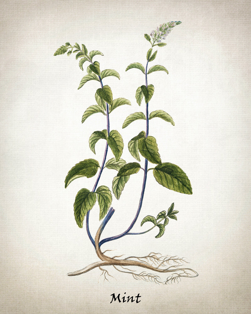 Vintage Inspired Herb Prints