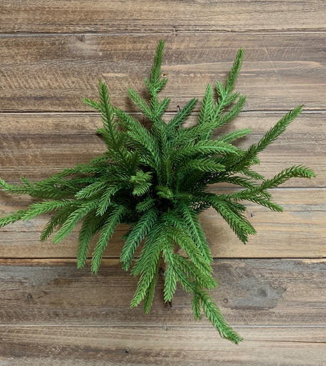 Fresh Touch Norfolk Pine Pick | Bundle of 5