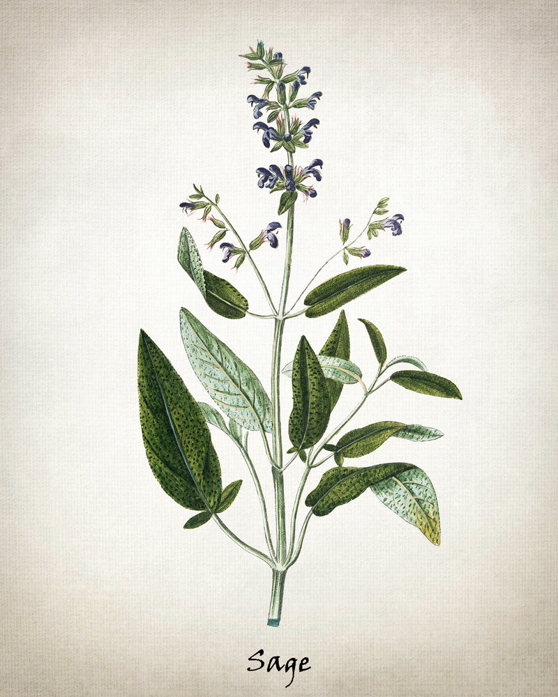 Vintage Inspired Herb Prints
