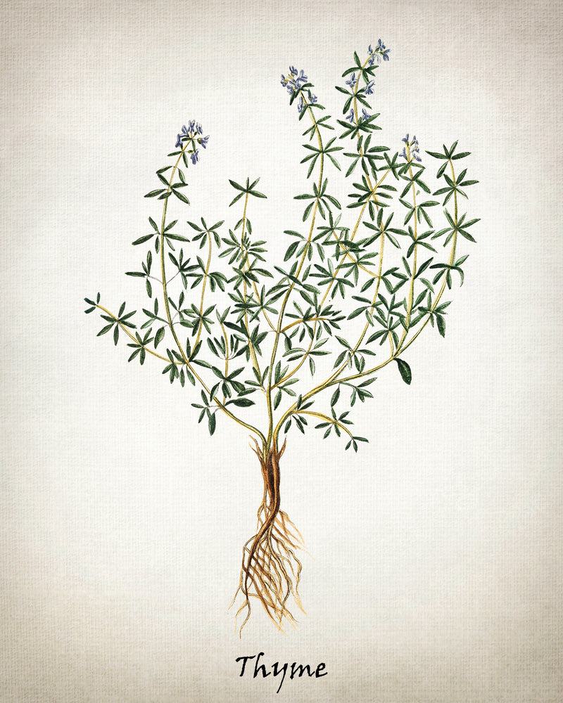 Vintage Inspired Herb Prints