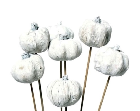 White Pumpkins on Stem