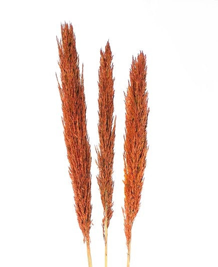 Orange Arundo