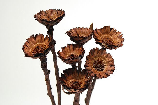 Compacta - Brown (2" Dia, 6 Stems)