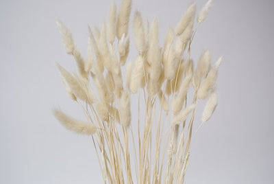 Bunny Tails 16”- White (50 Stems)