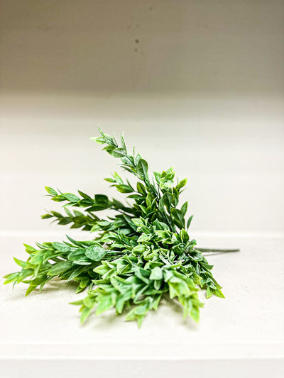 Ruscus Leaves Bush